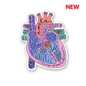 Anatomy Of Heart Sticker